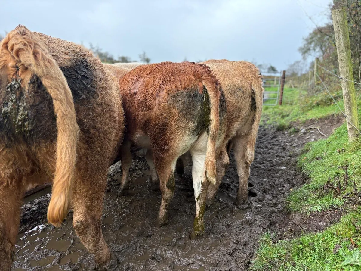 Charolais Store Heifers - Image 2