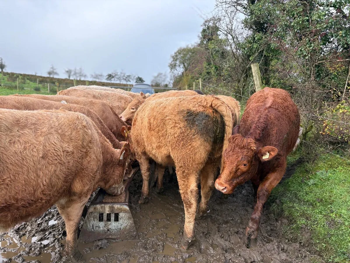 Charolais Store Heifers - Image 3