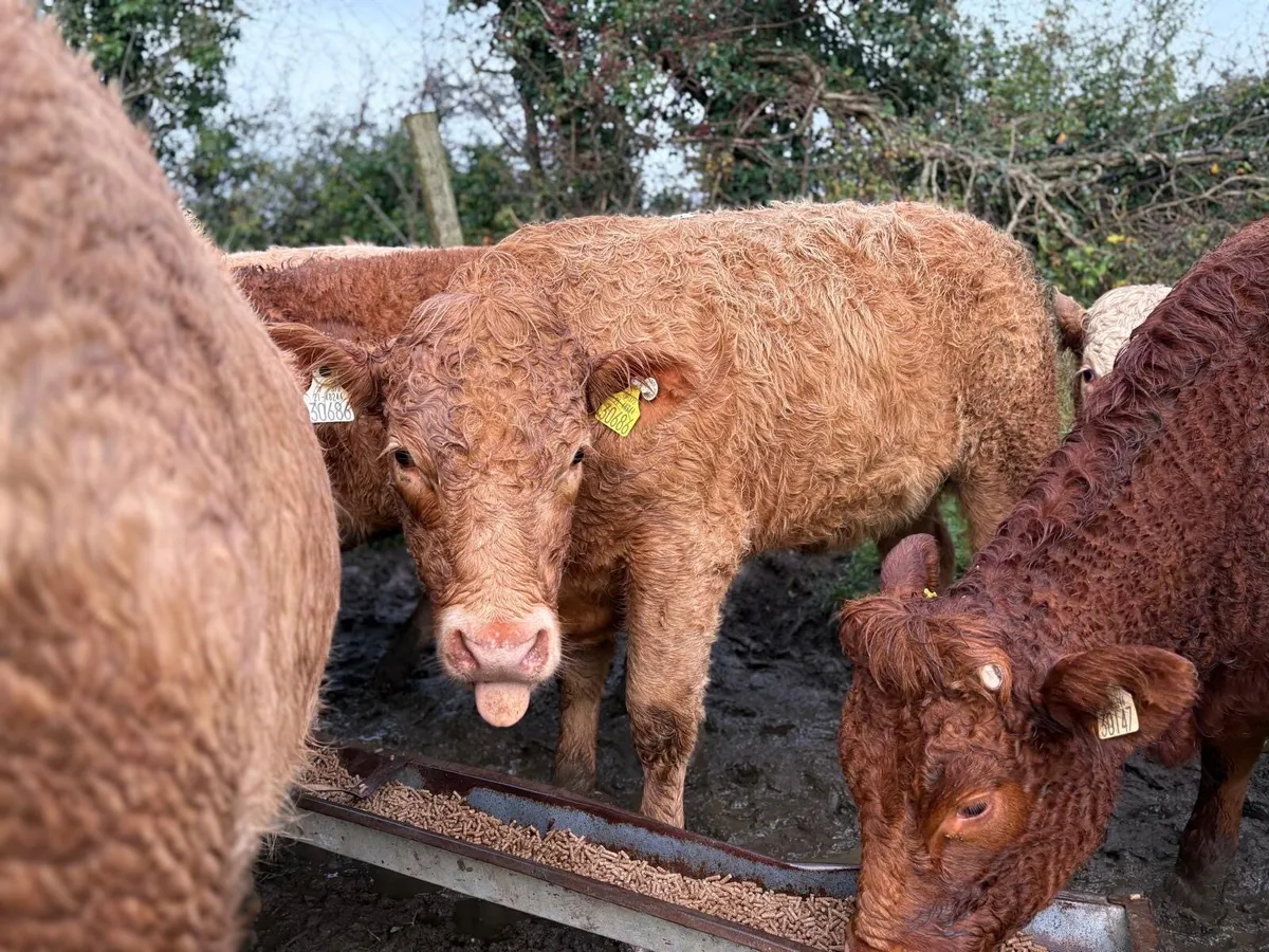 Charolais Store Heifers - Image 4