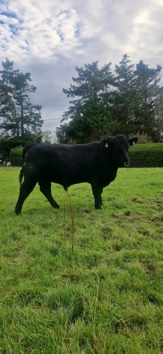 ANGUS BULL - Image 1