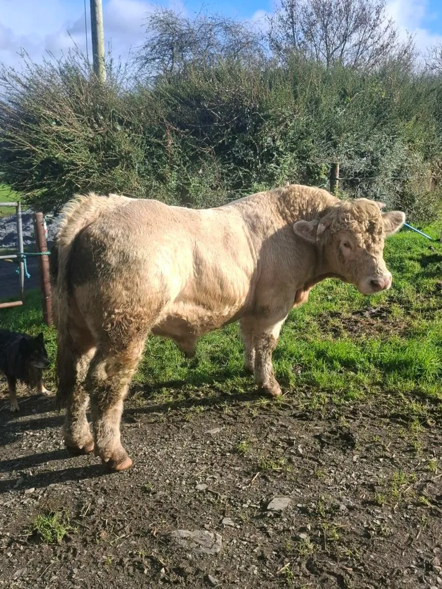 Charolais bull - Image 1