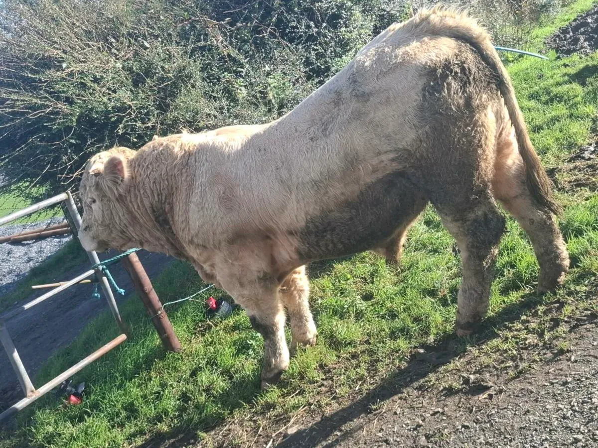 Charolais bull - Image 2