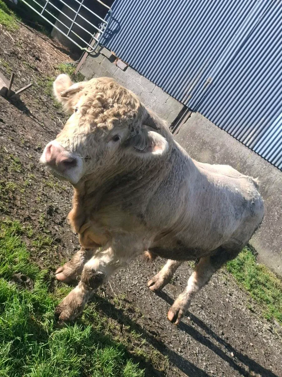 Charolais bull - Image 3
