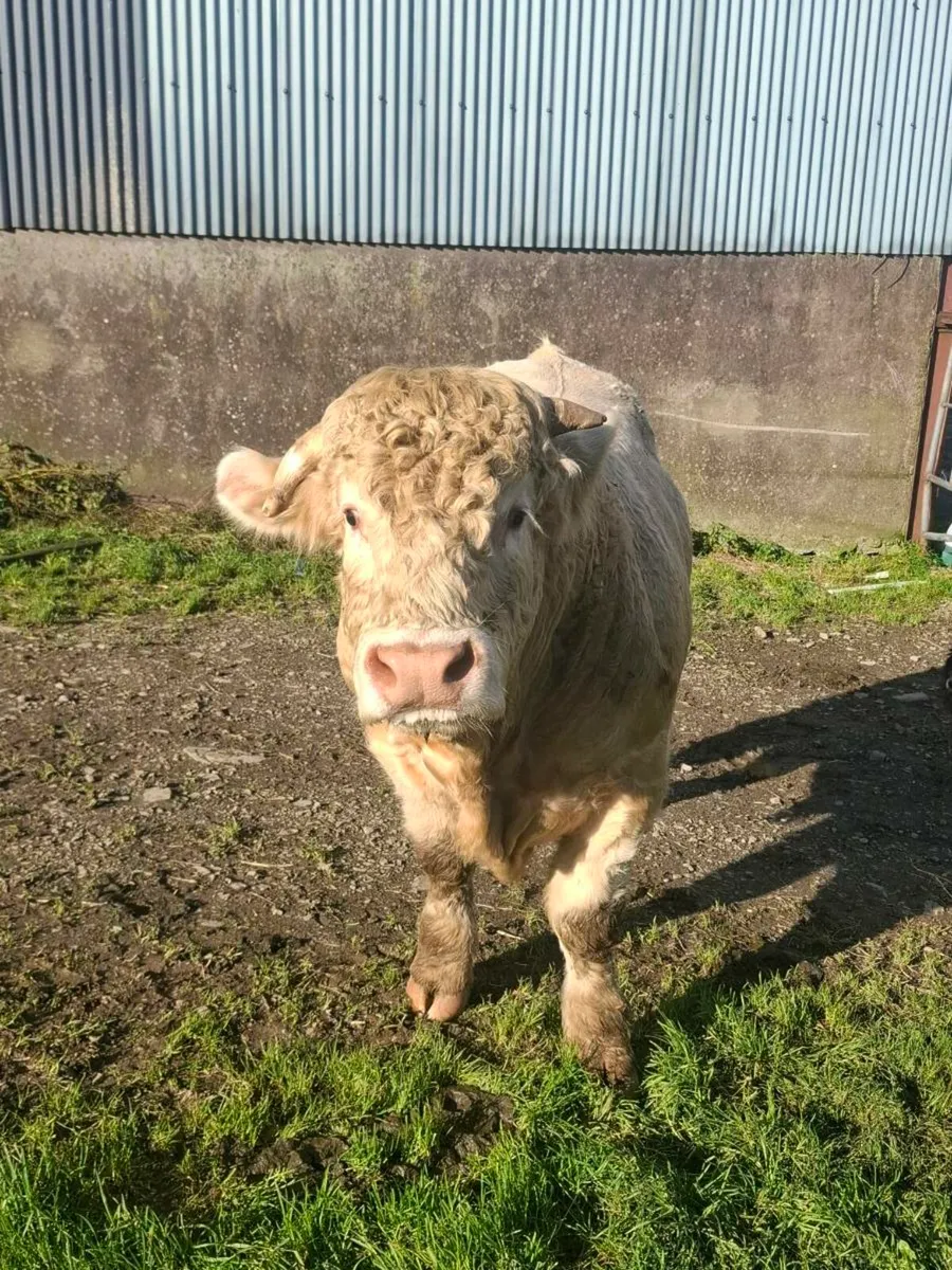 Charolais bull - Image 4