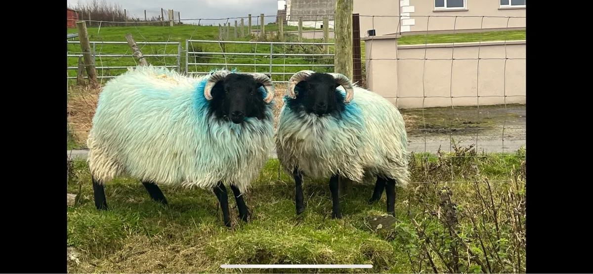 ✅MAYO BLACKFACE RAM LAMBS✅ - Image 1
