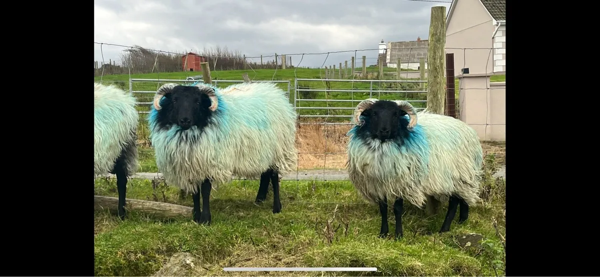 ✅MAYO BLACKFACE RAM LAMBS✅ - Image 2
