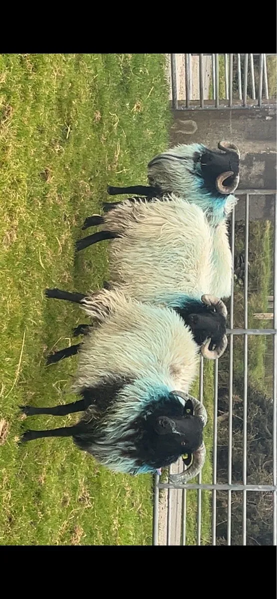 ✅MAYO BLACKFACE RAM LAMBS✅ - Image 3