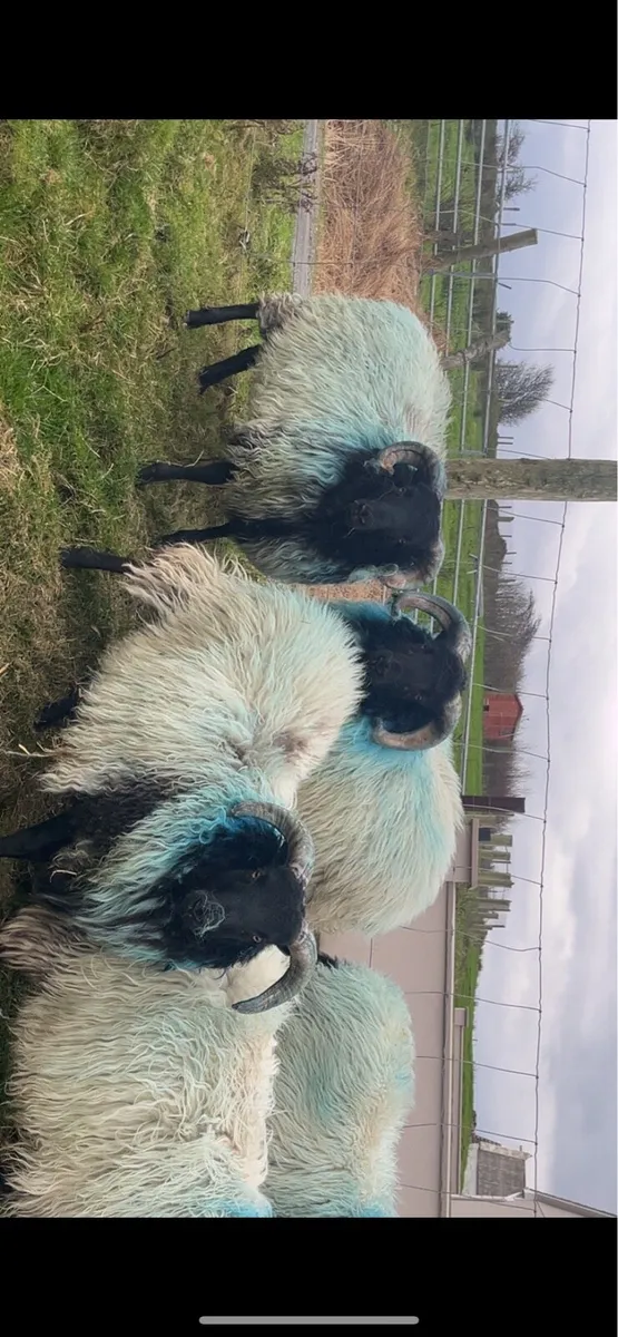 ✅MAYO BLACKFACE RAM LAMBS✅ - Image 4