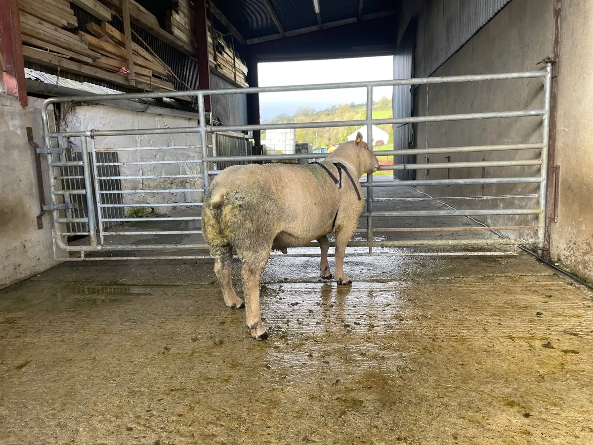 Pedigree Charlois 3 year old Ram - Image 3