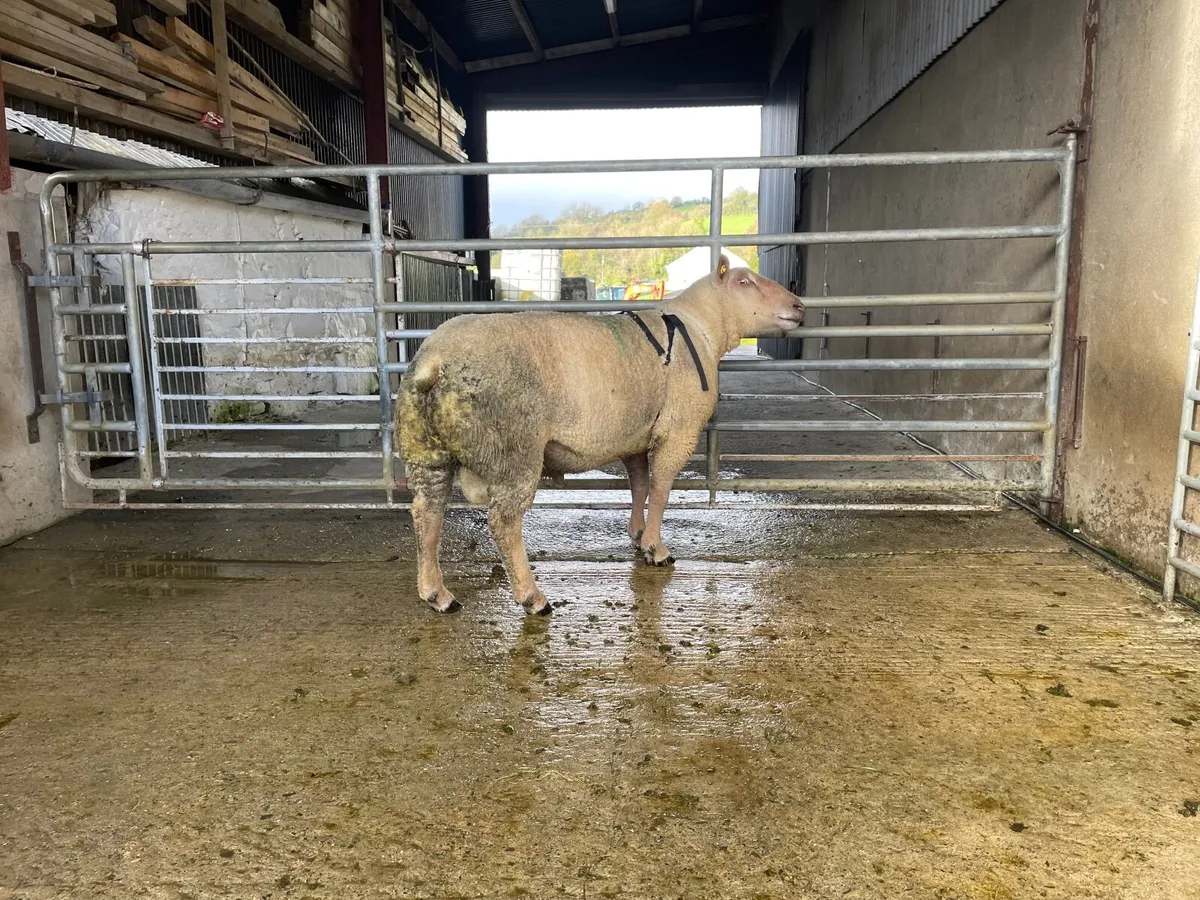 Pedigree Charlois 3 year old Ram - Image 4