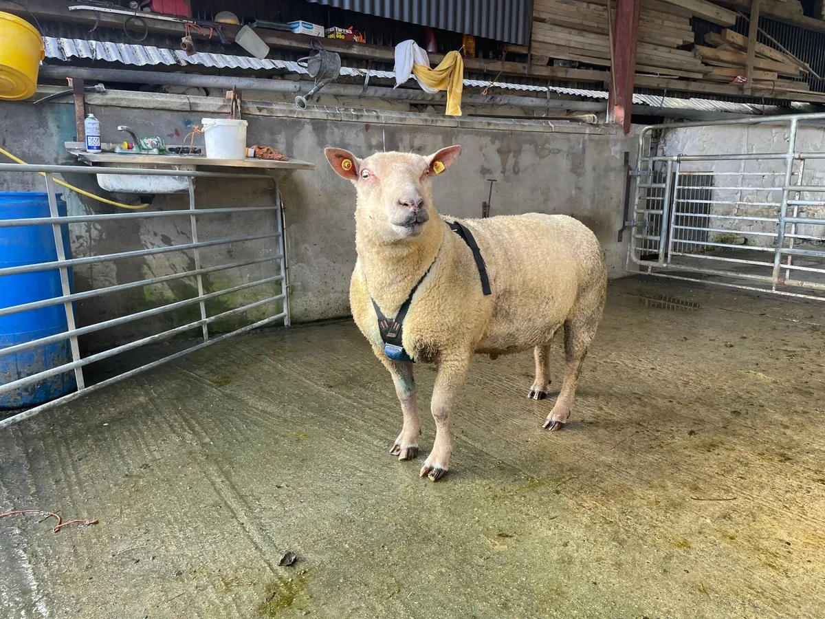 Pedigree Charlois 3 year old Ram - Image 1