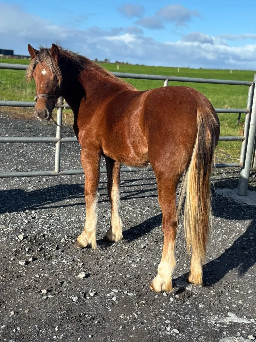 Proper halfbred Filly - Image 1