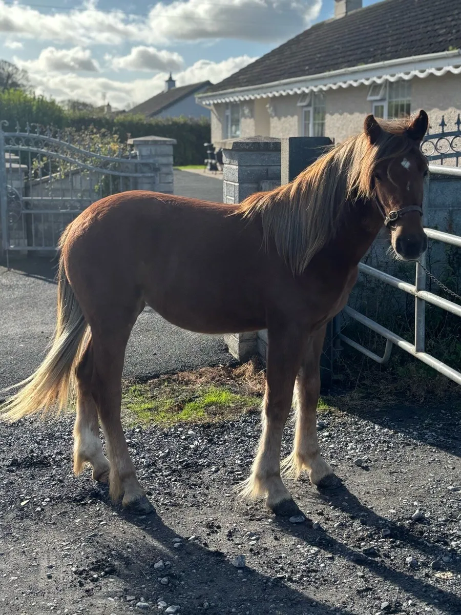 Proper halfbred Filly - Image 2