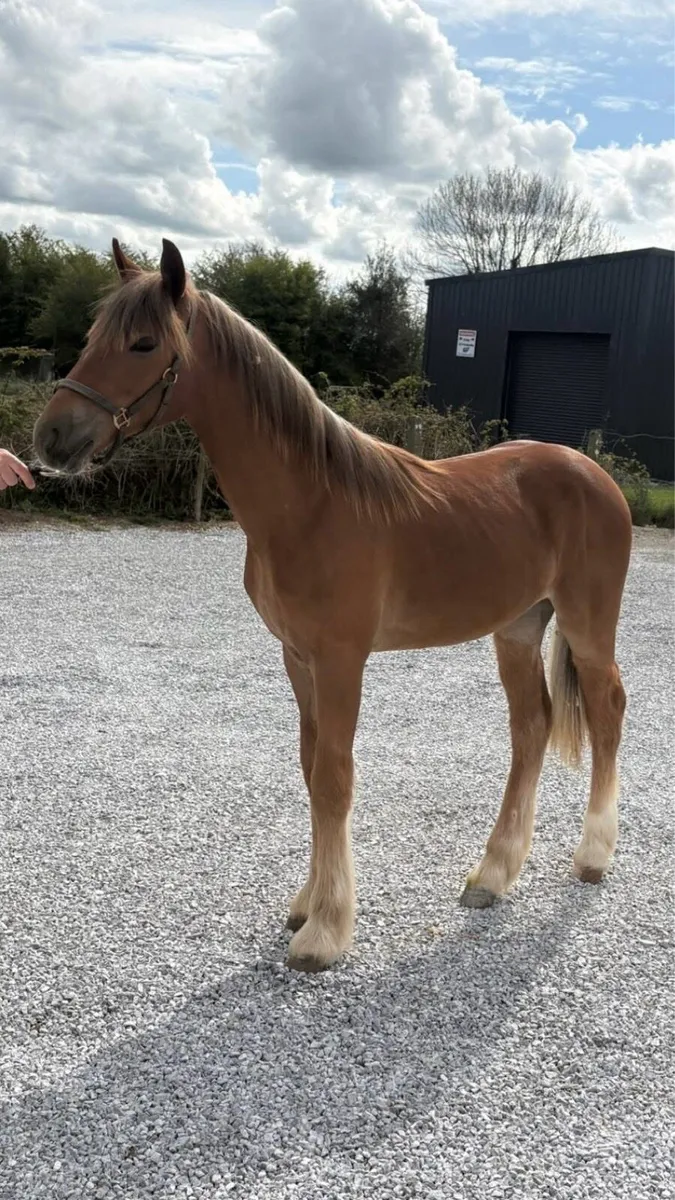 Proper halfbred Filly - Image 3