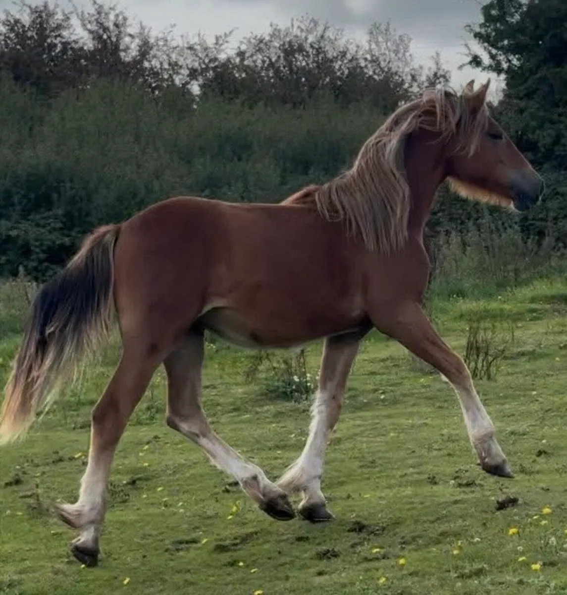 Proper halfbred Filly - Image 4
