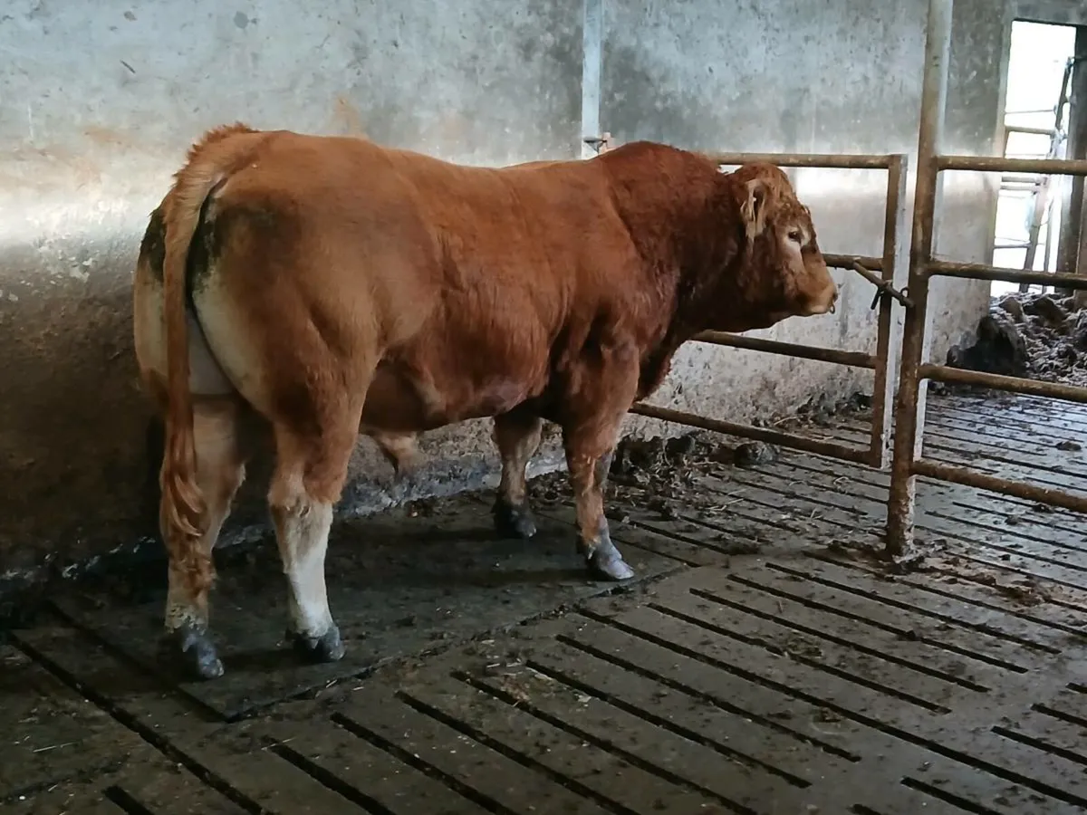 Pbr limousin bulls - Image 2