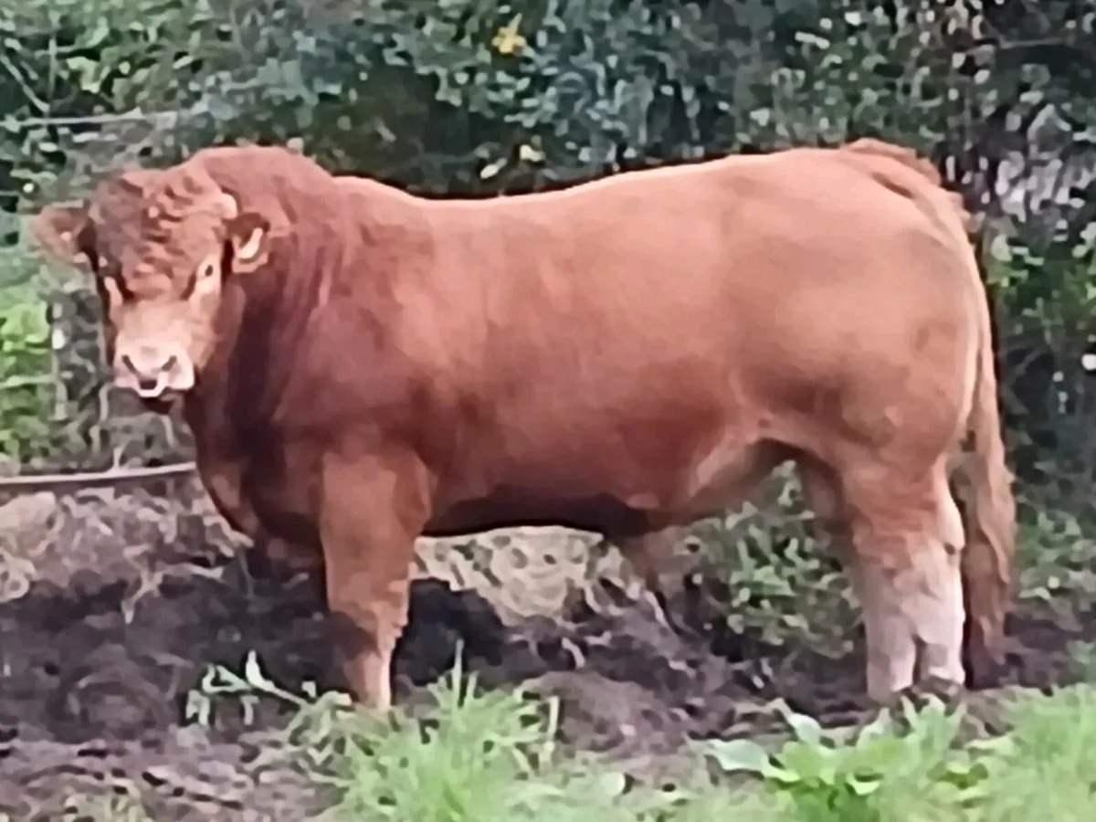 Pbr limousin bulls - Image 1