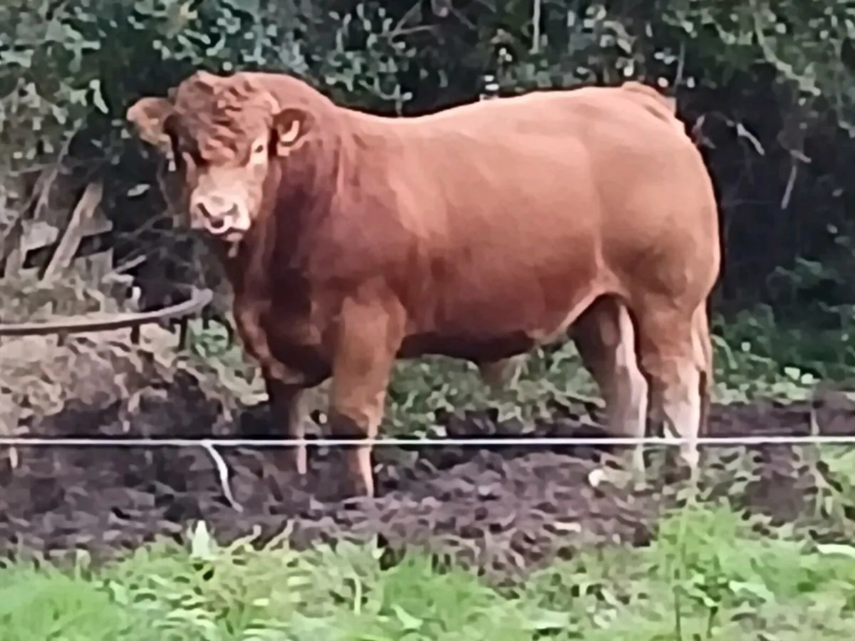 Pbr limousin bulls - Image 3