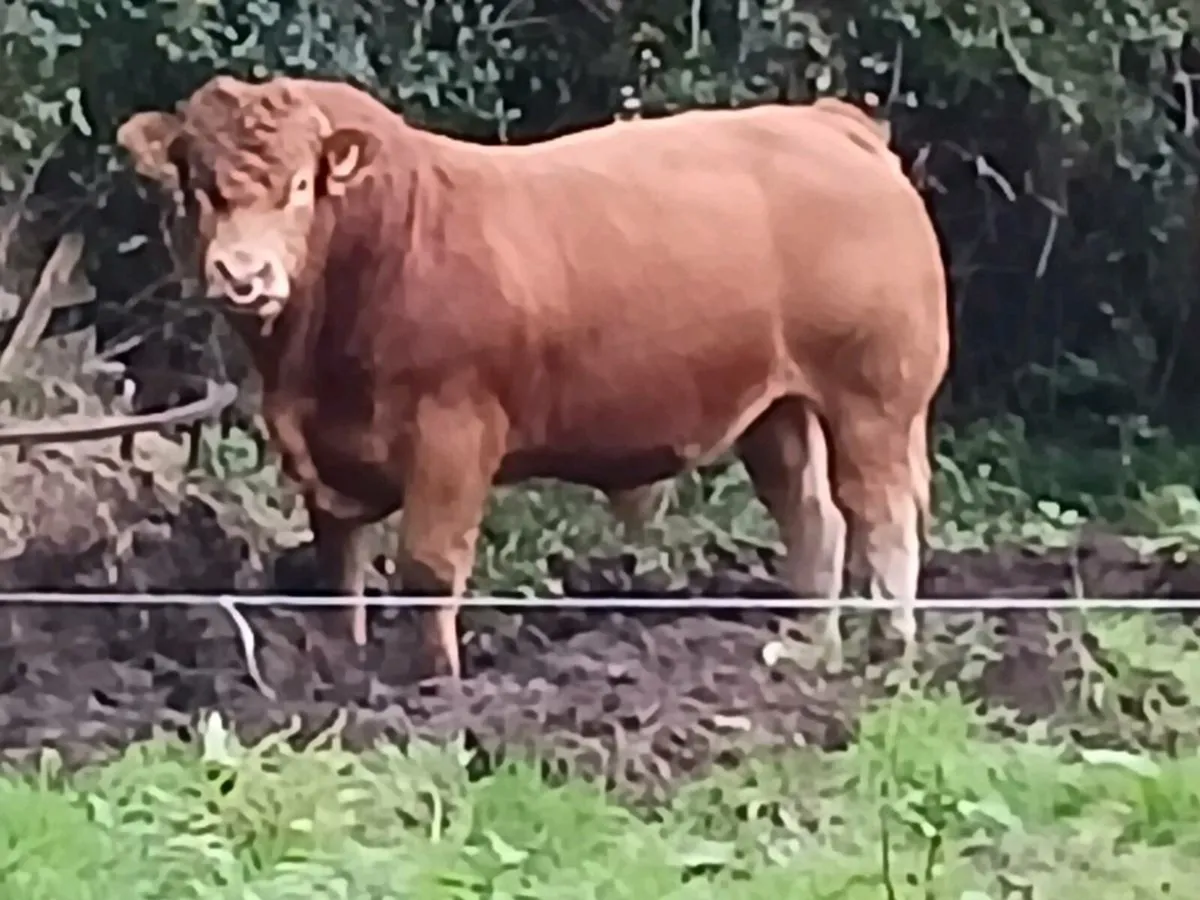 Pbr limousin bulls - Image 4