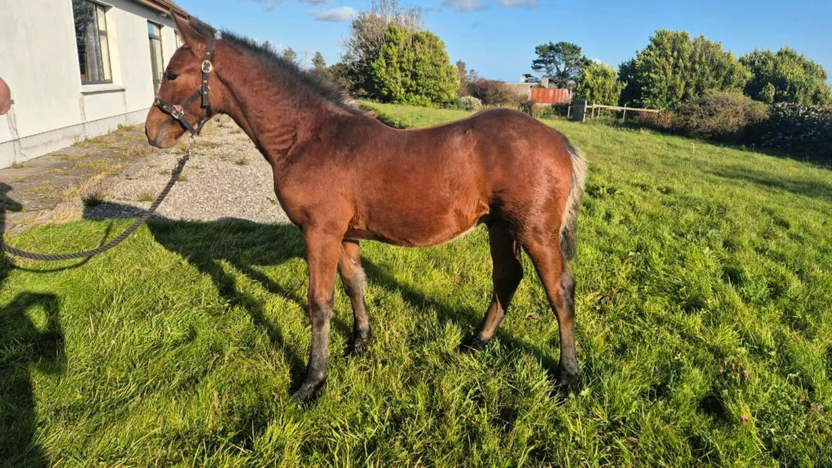 Connemara Colt Foal - Image 3