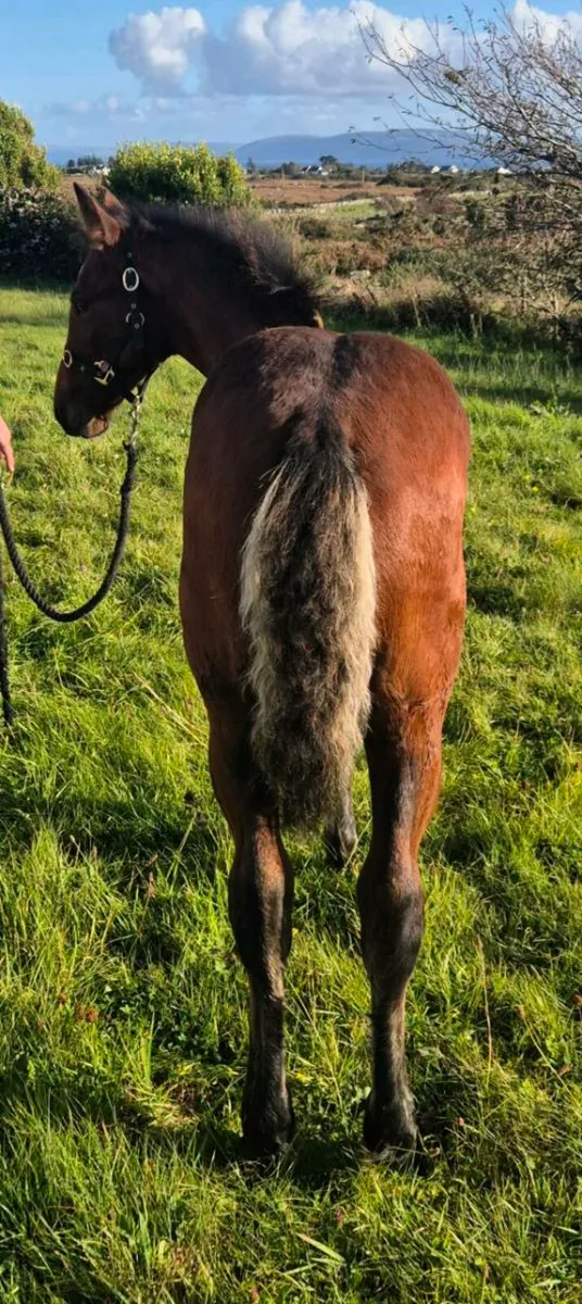Connemara Colt Foal - Image 4