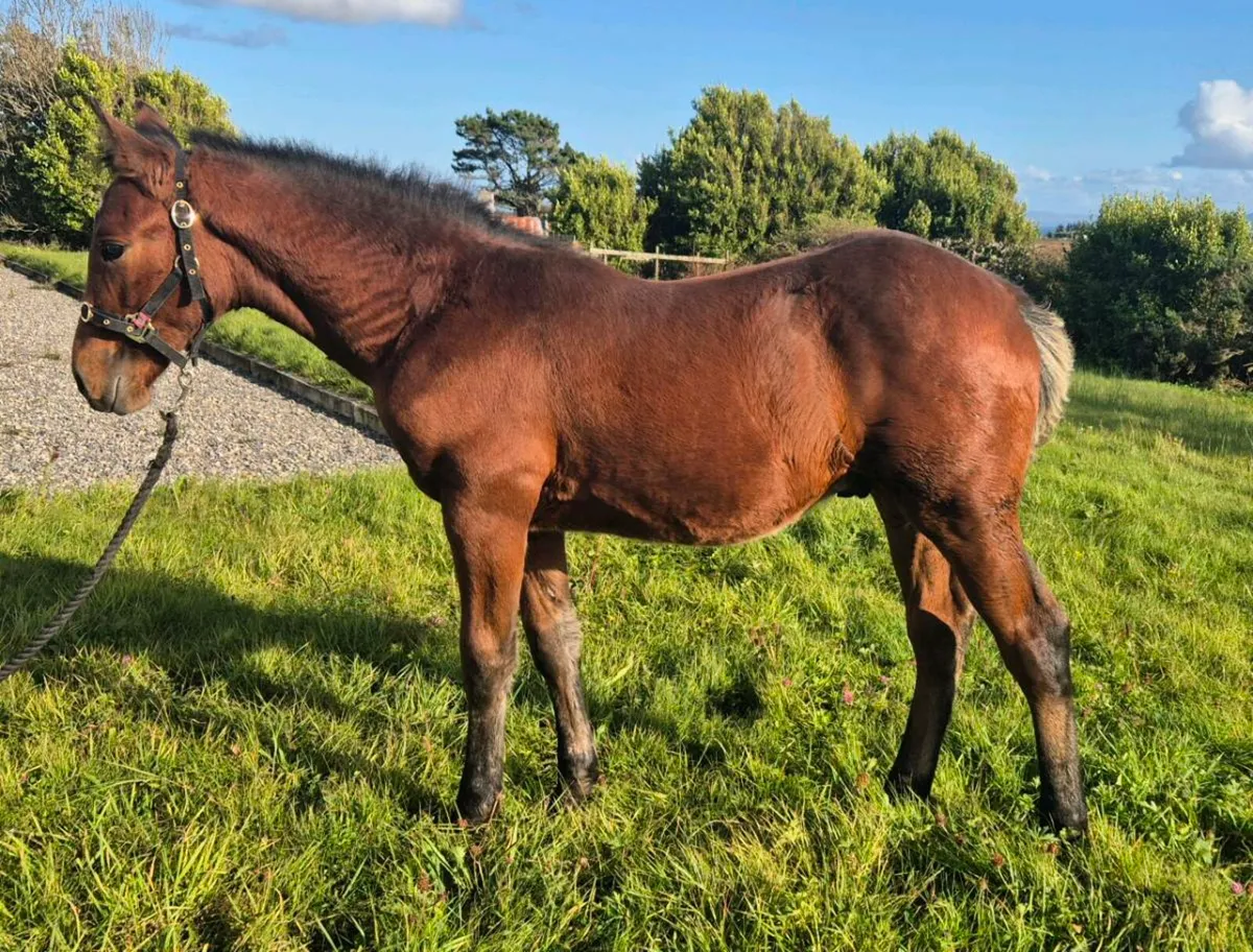 Connemara Colt Foal - Image 1