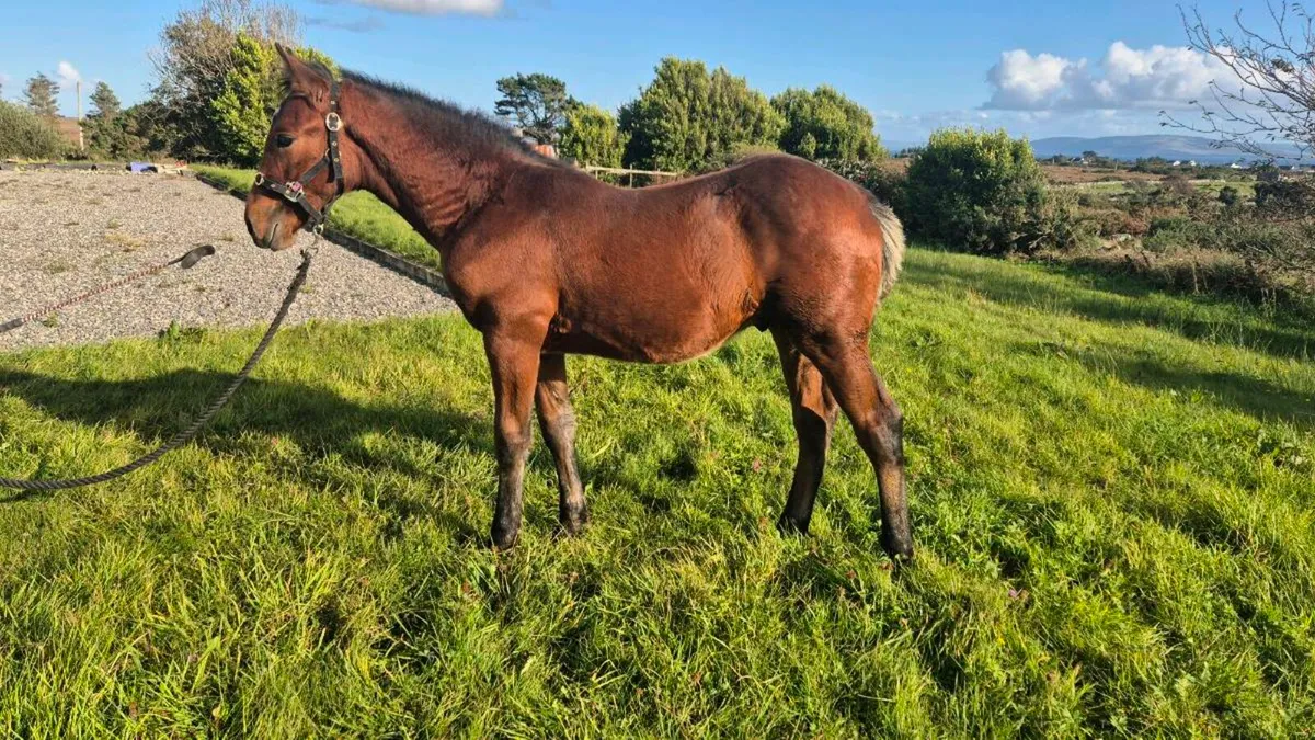 Connemara Colt Foal - Image 2