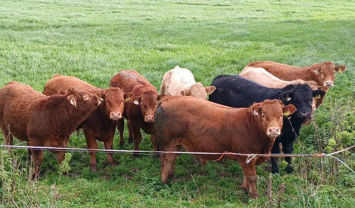 Limousin bulls corrin mart 30th - Image 1