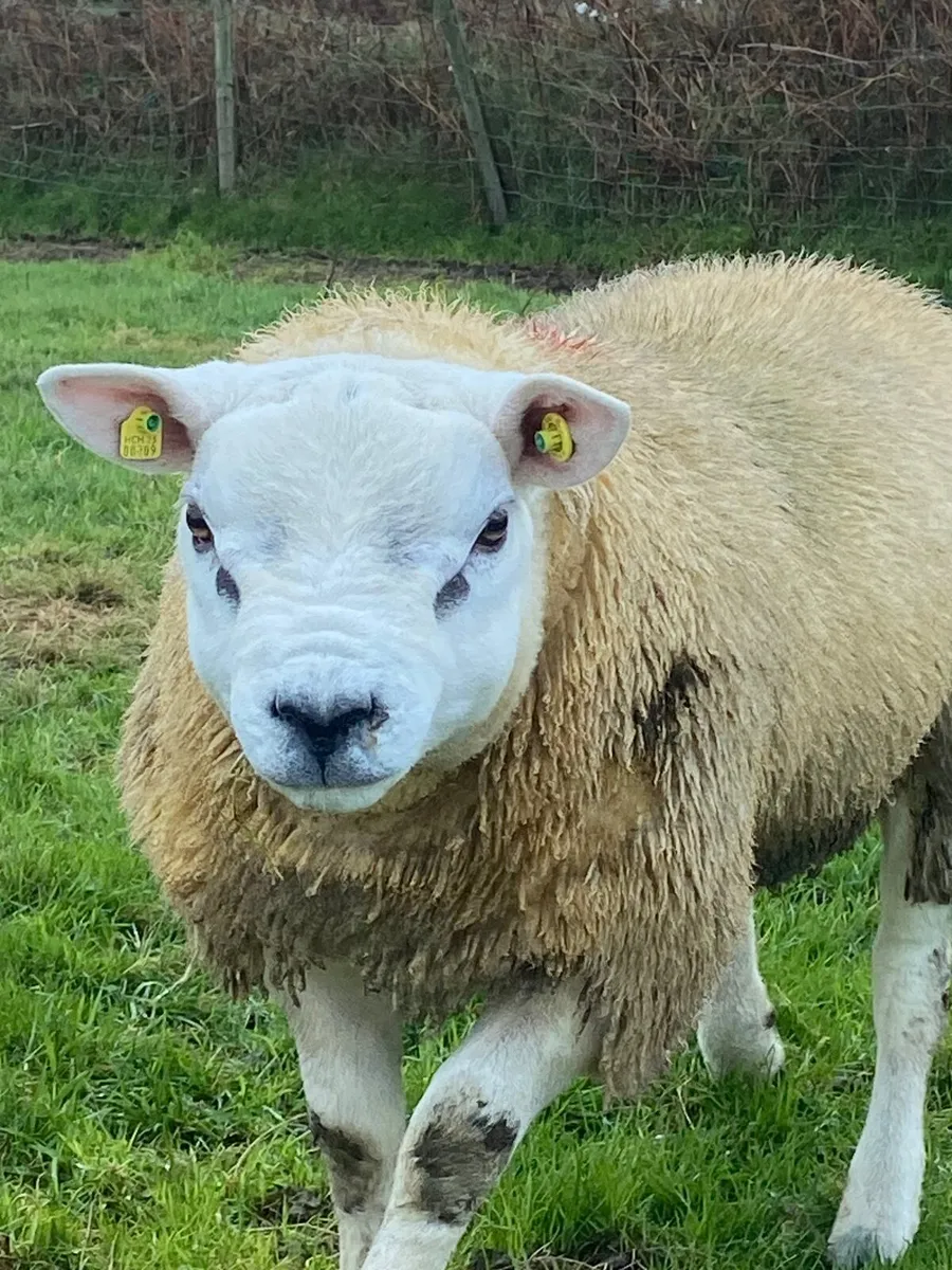 Purebred texel ram lamb - Image 1