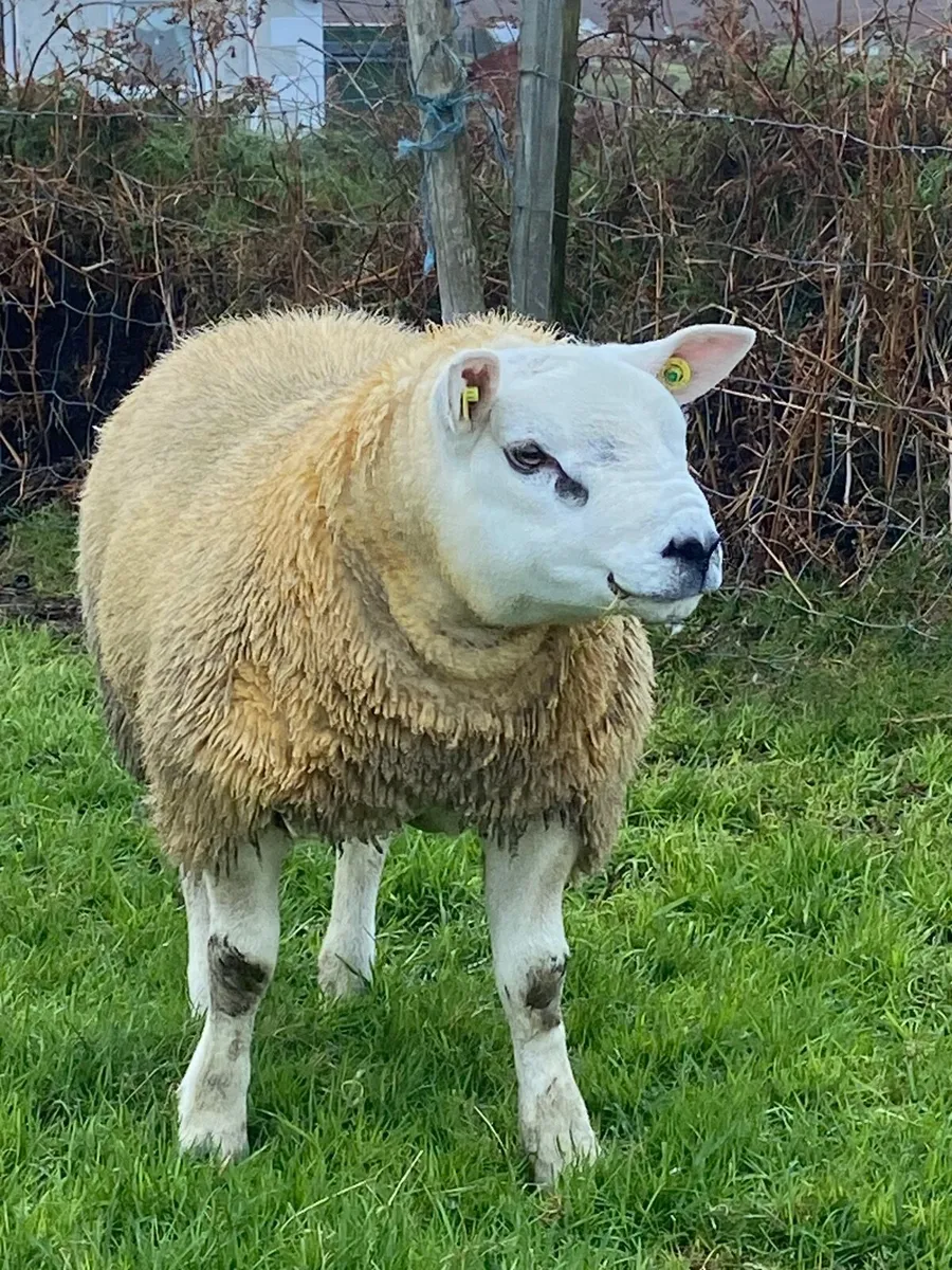 Purebred texel ram lamb - Image 2