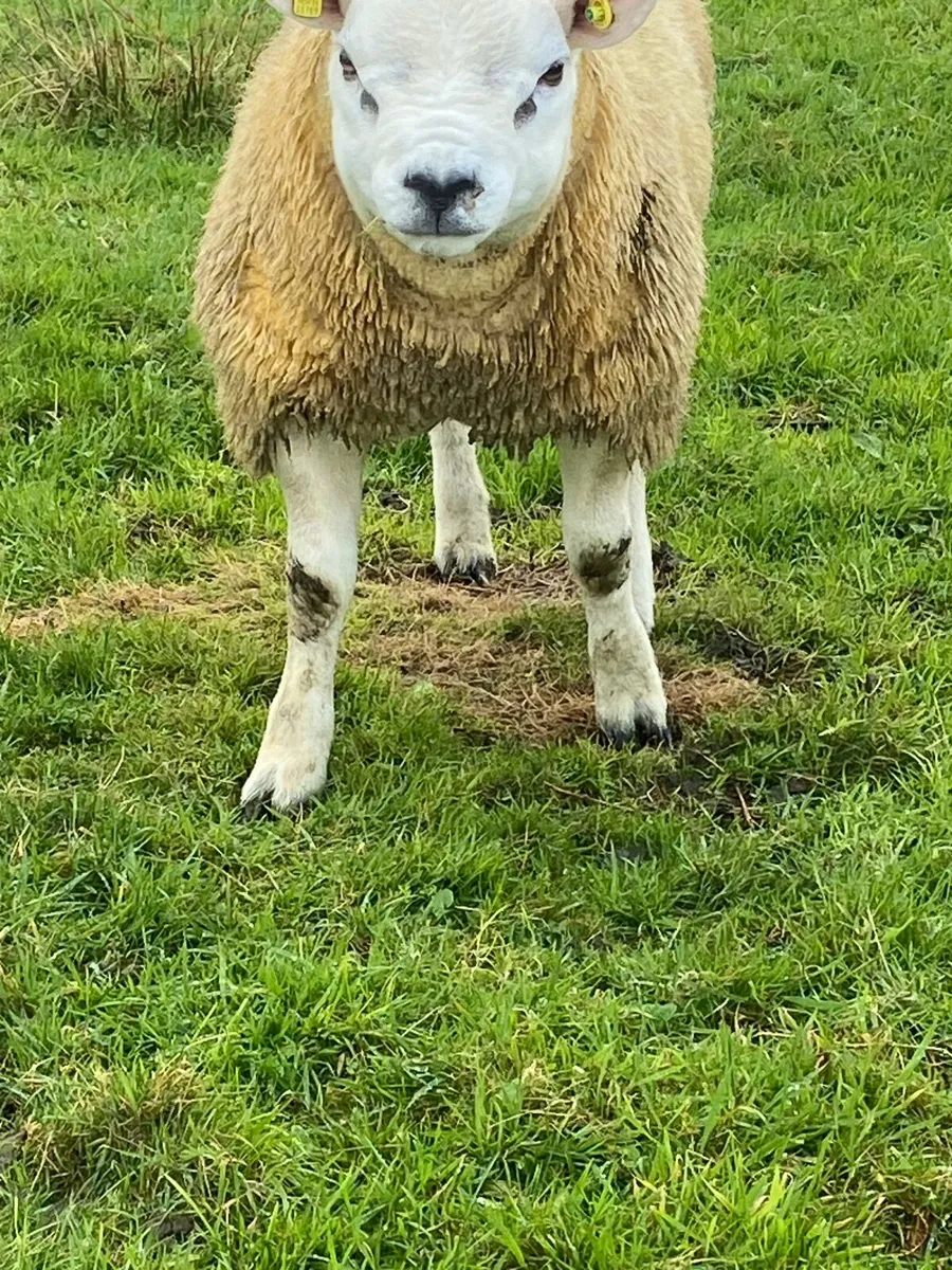 Purebred texel ram lamb - Image 3