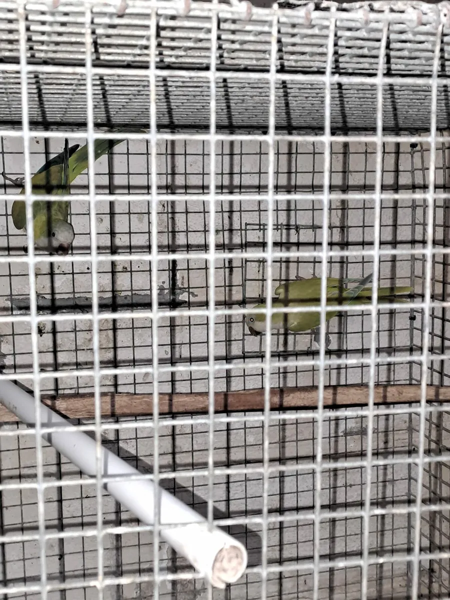 Quakers,Kakarikis, budgies - Image 3