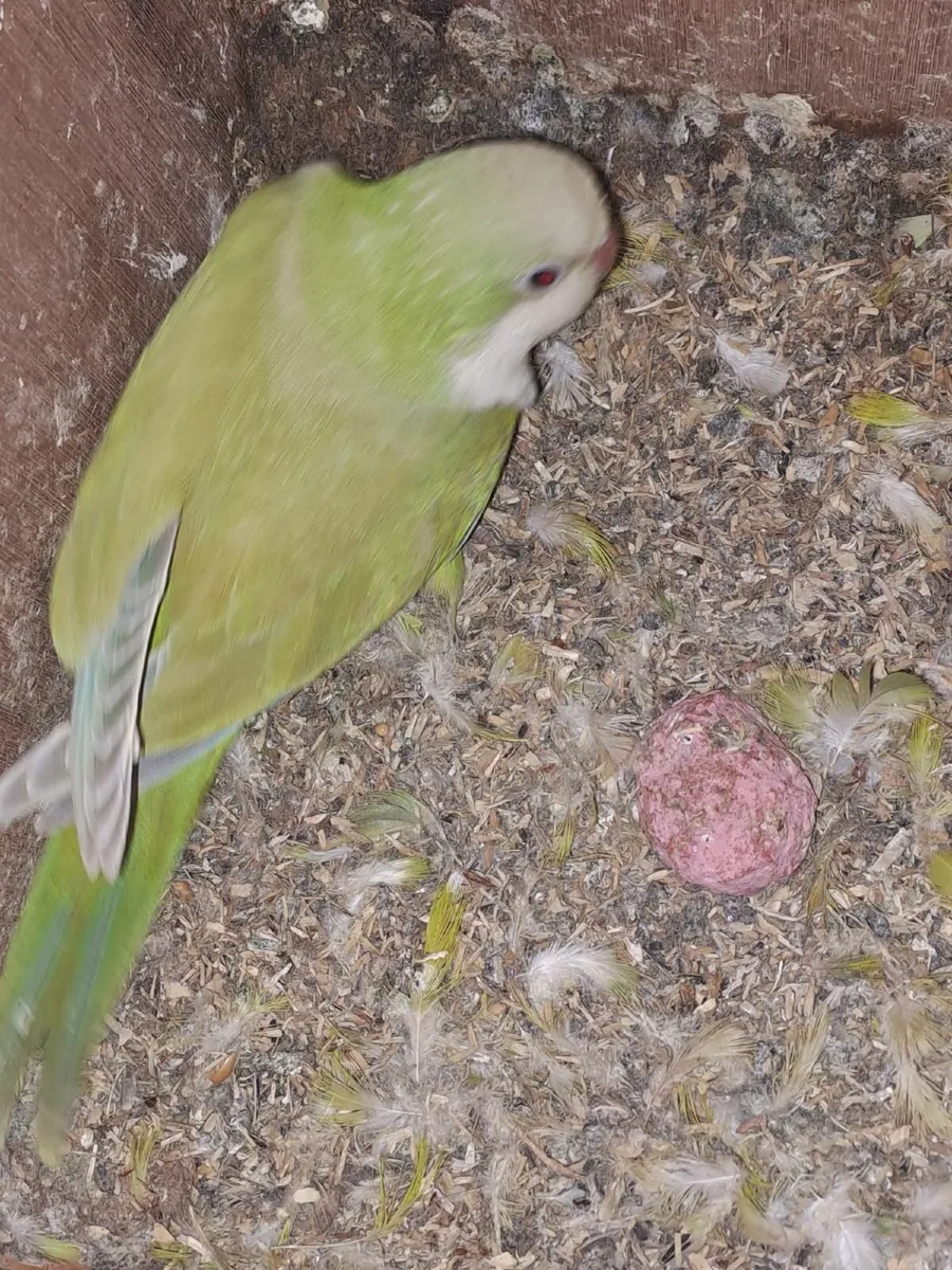 Quakers,Kakarikis, budgies - Image 4