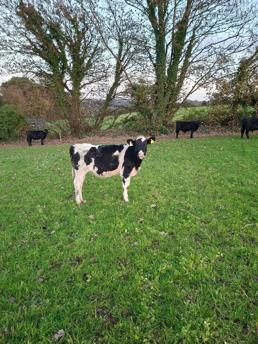 Fresian Heifer - Image 3
