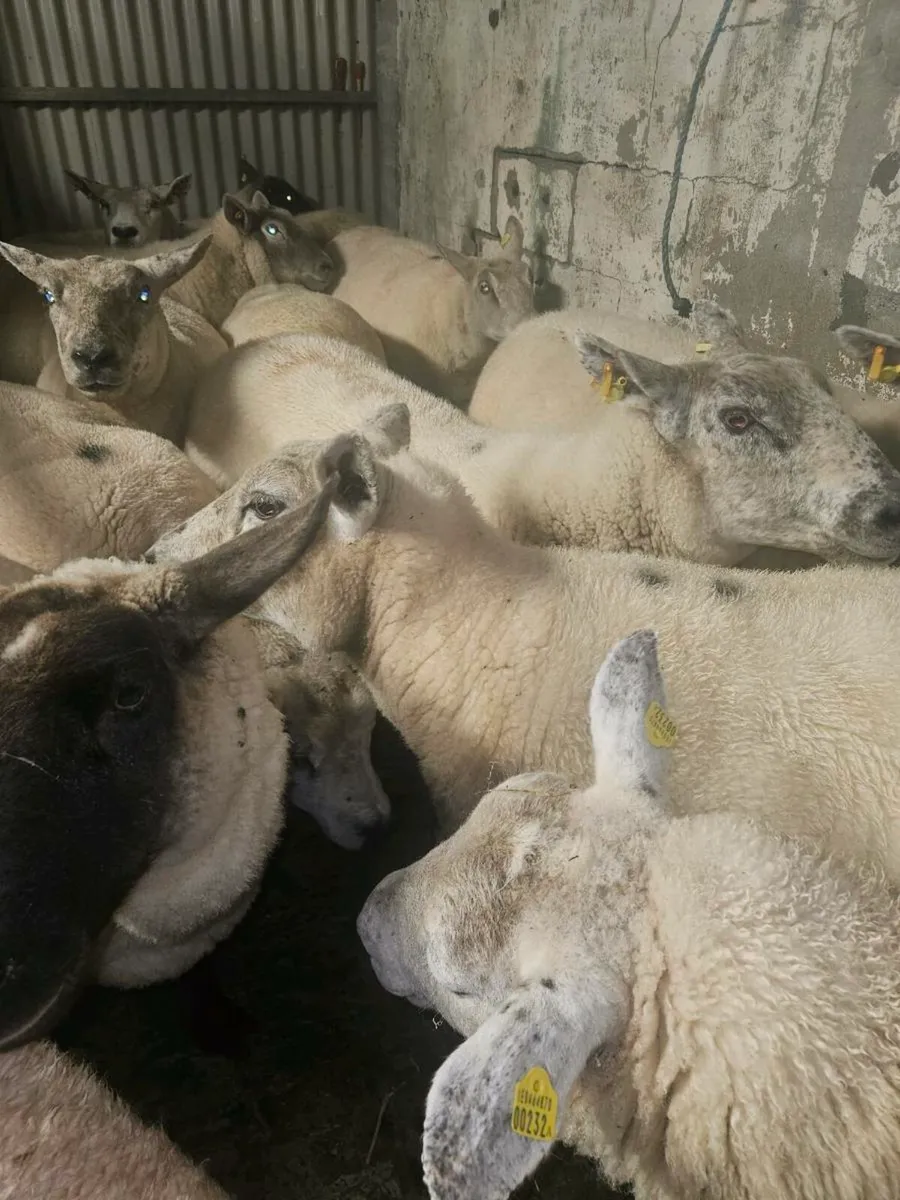 Breeding Ewes - Image 1