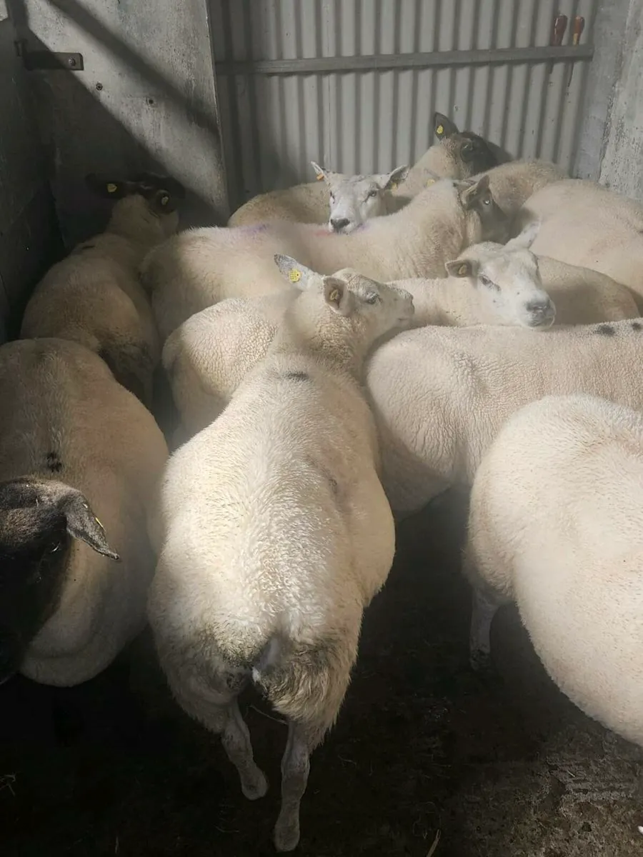 Breeding Ewes - Image 2