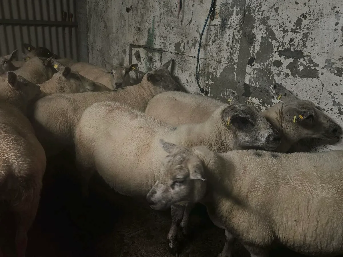 Breeding Ewes - Image 3