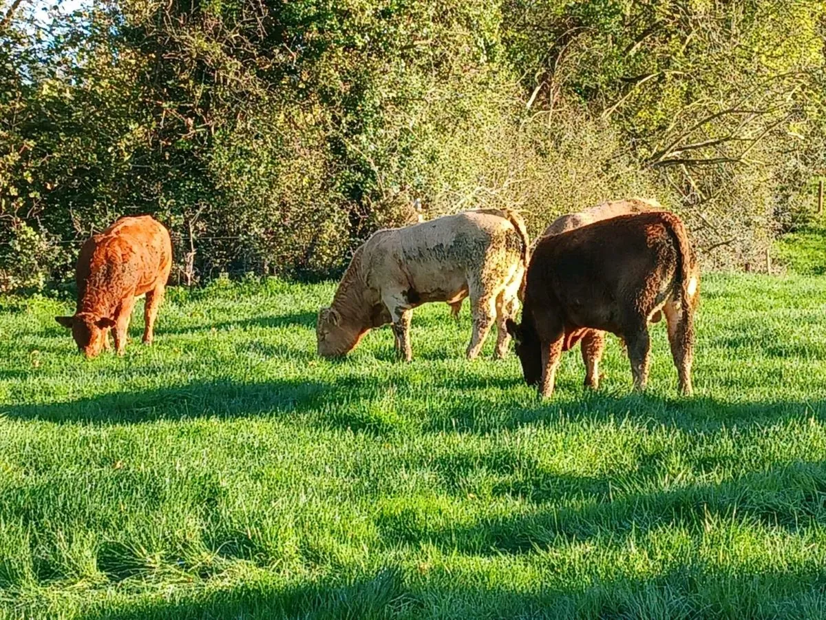 Limousin bulls corrin mart 30th - Image 2