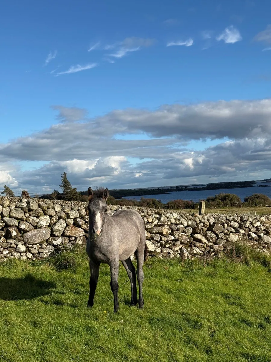 Connemara Filly Foal - Image 1