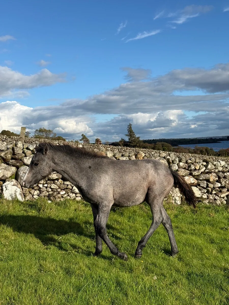 Connemara Filly Foal - Image 2