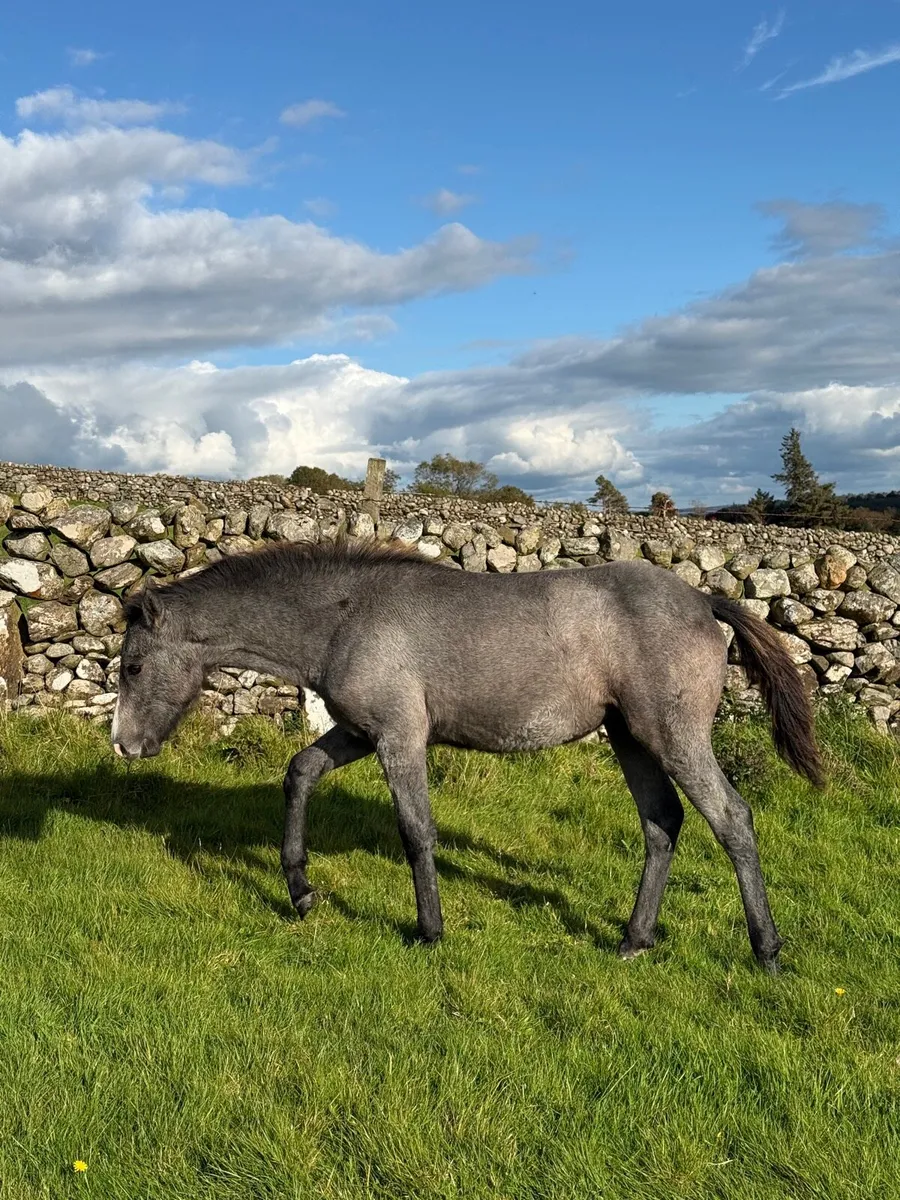 Connemara Filly Foal - Image 3