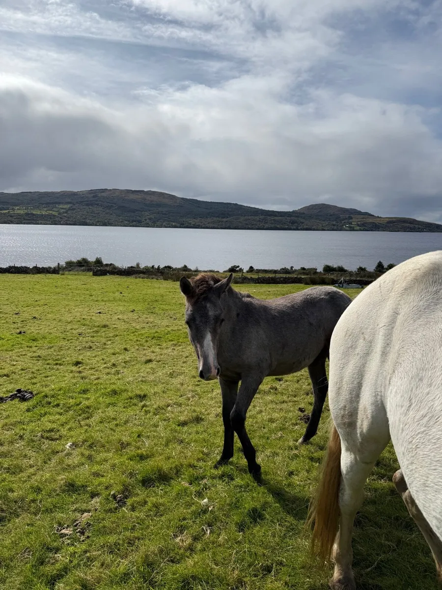 Connemara Filly Foal - Image 4