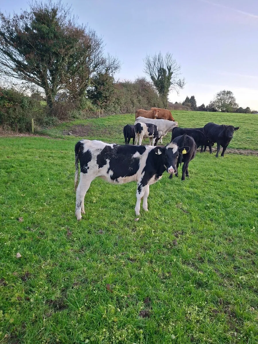 Fresian Heifer - Image 1