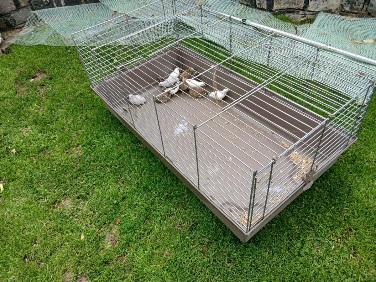 Quail - Image 1