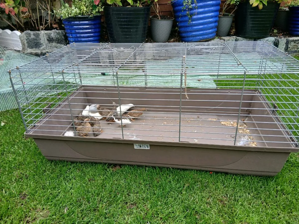 Quail - Image 2