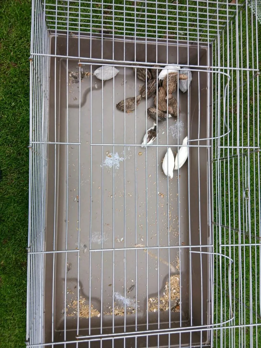Quail - Image 3