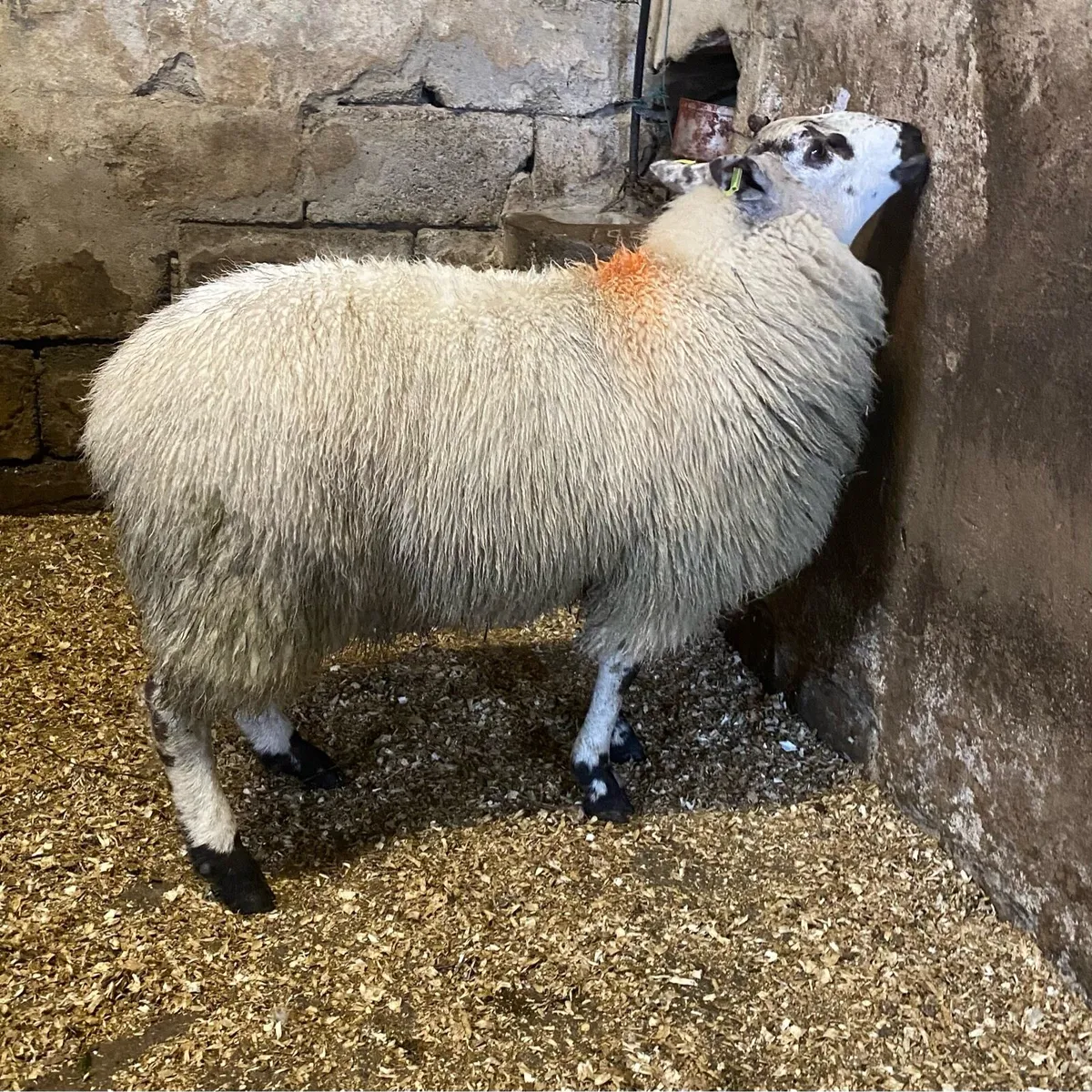 ⭐️TIP LAMB ⭐️ - Image 2