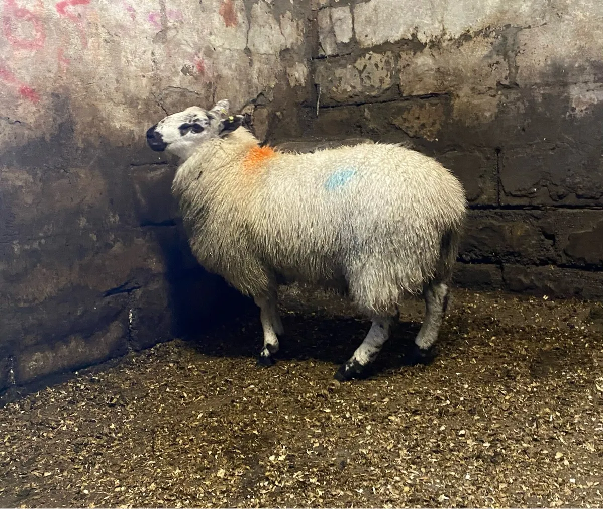 ⭐️TIP LAMB ⭐️ - Image 1