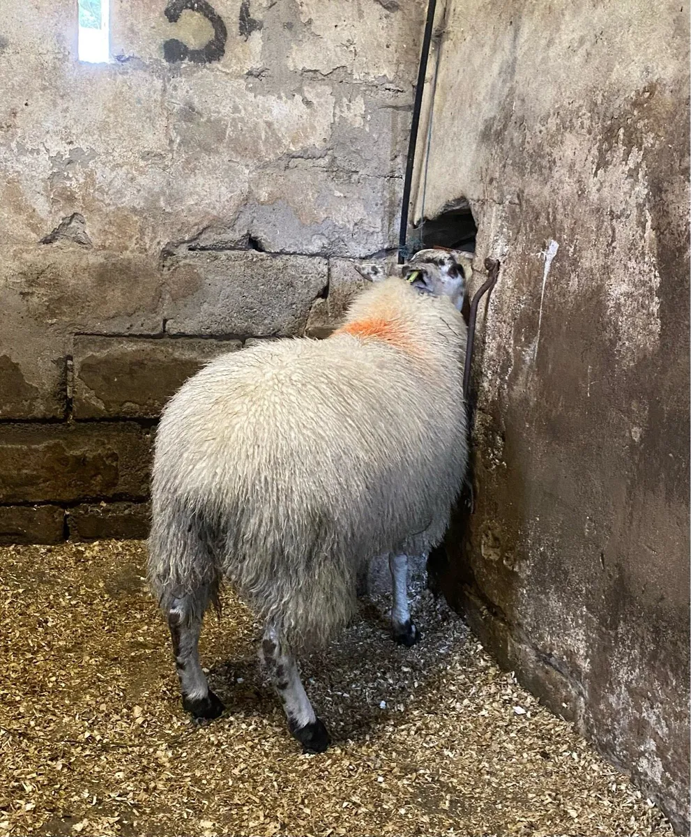 ⭐️TIP LAMB ⭐️ - Image 3