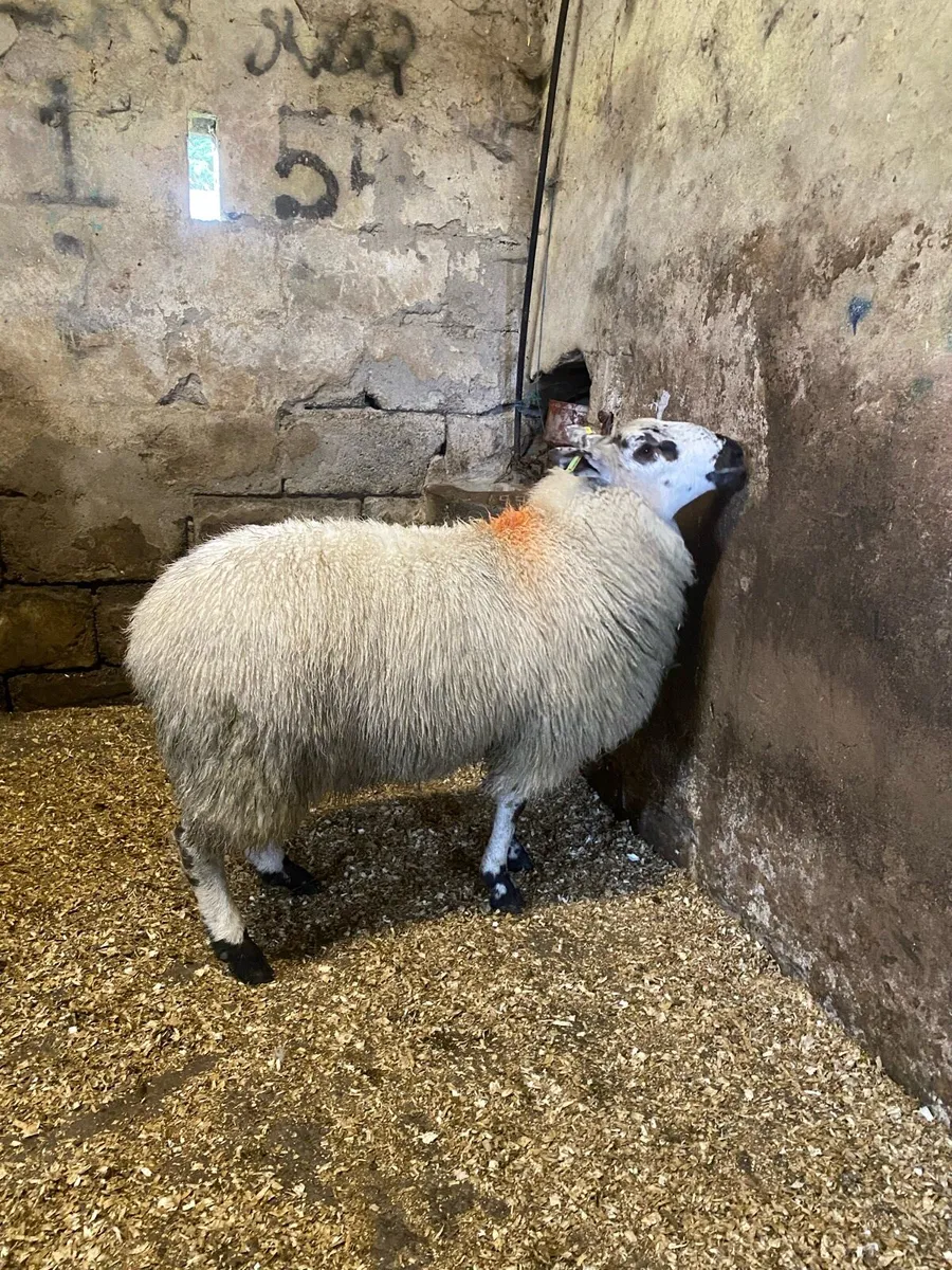 ⭐️TIP LAMB ⭐️ - Image 4